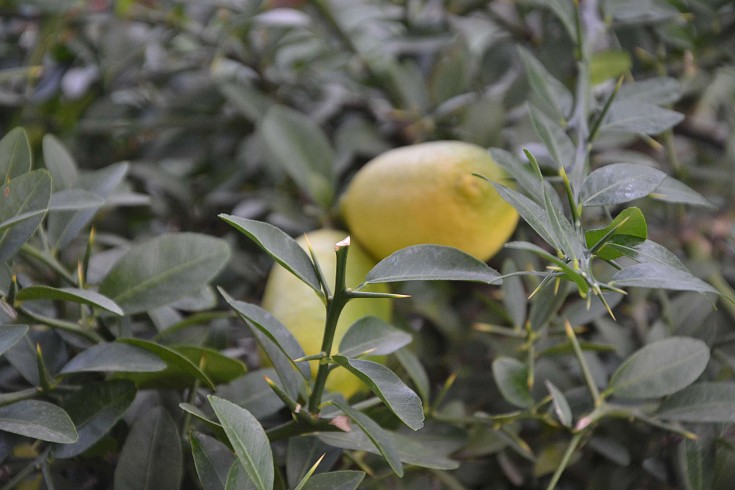 venditapiccolifrutti.it - Il limone caviale inizia la sua fioritura Il caviale  limone è nativo della foresta pluviale subtropicale australiana, Citrus  australasica è un grande arbusto o albero molto spinoso, che si sviluppa